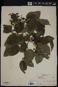 Smilax tamnoides image