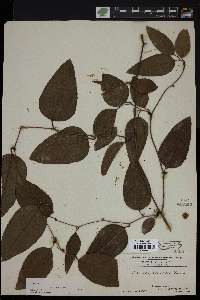 Smilax walteri image