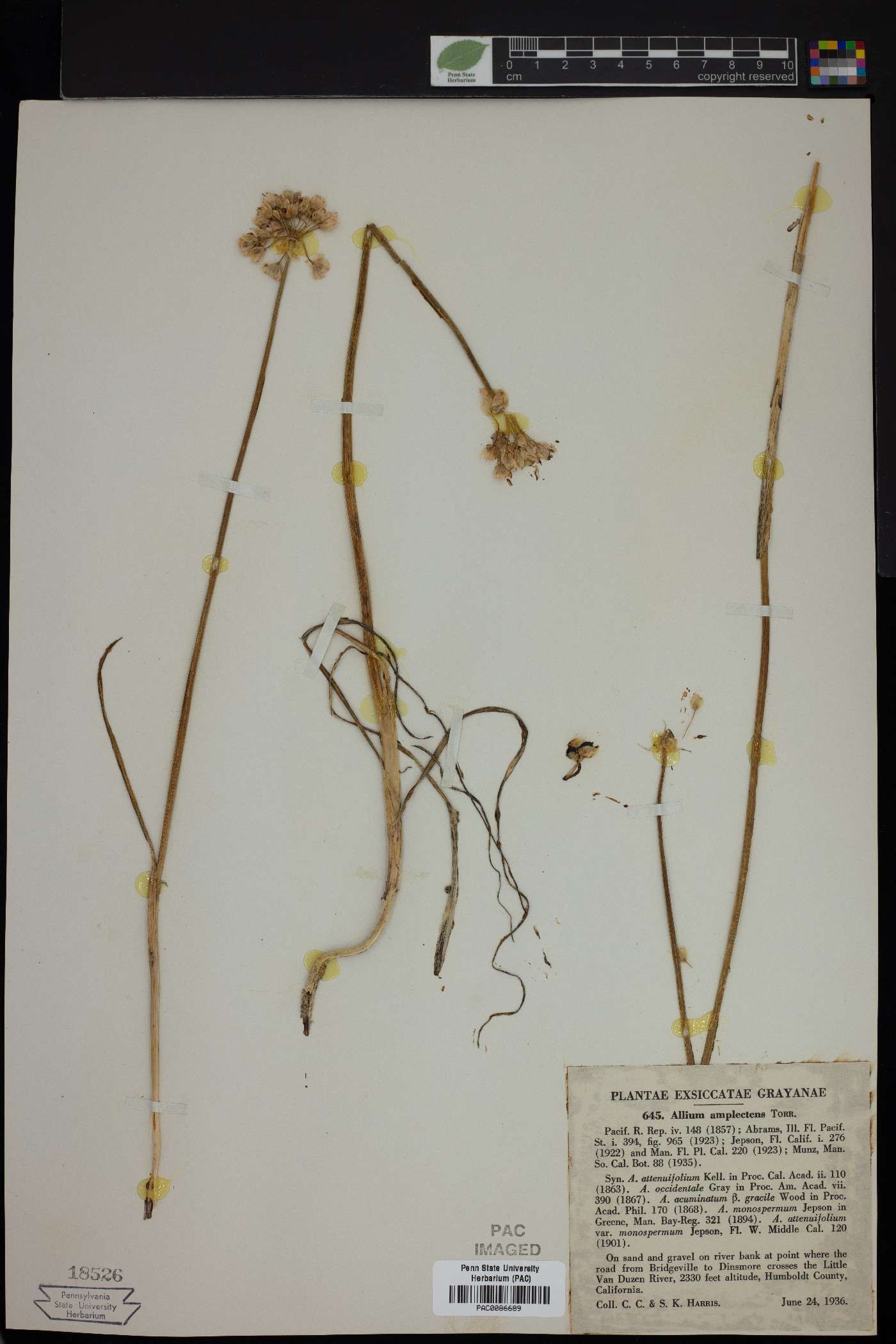 Allium amplectens image
