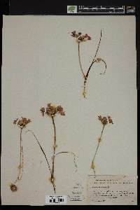 Allium crispum image