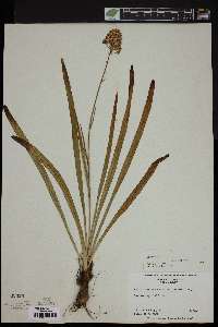 Amianthium muscitoxicum image