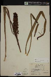 Amianthium muscitoxicum image