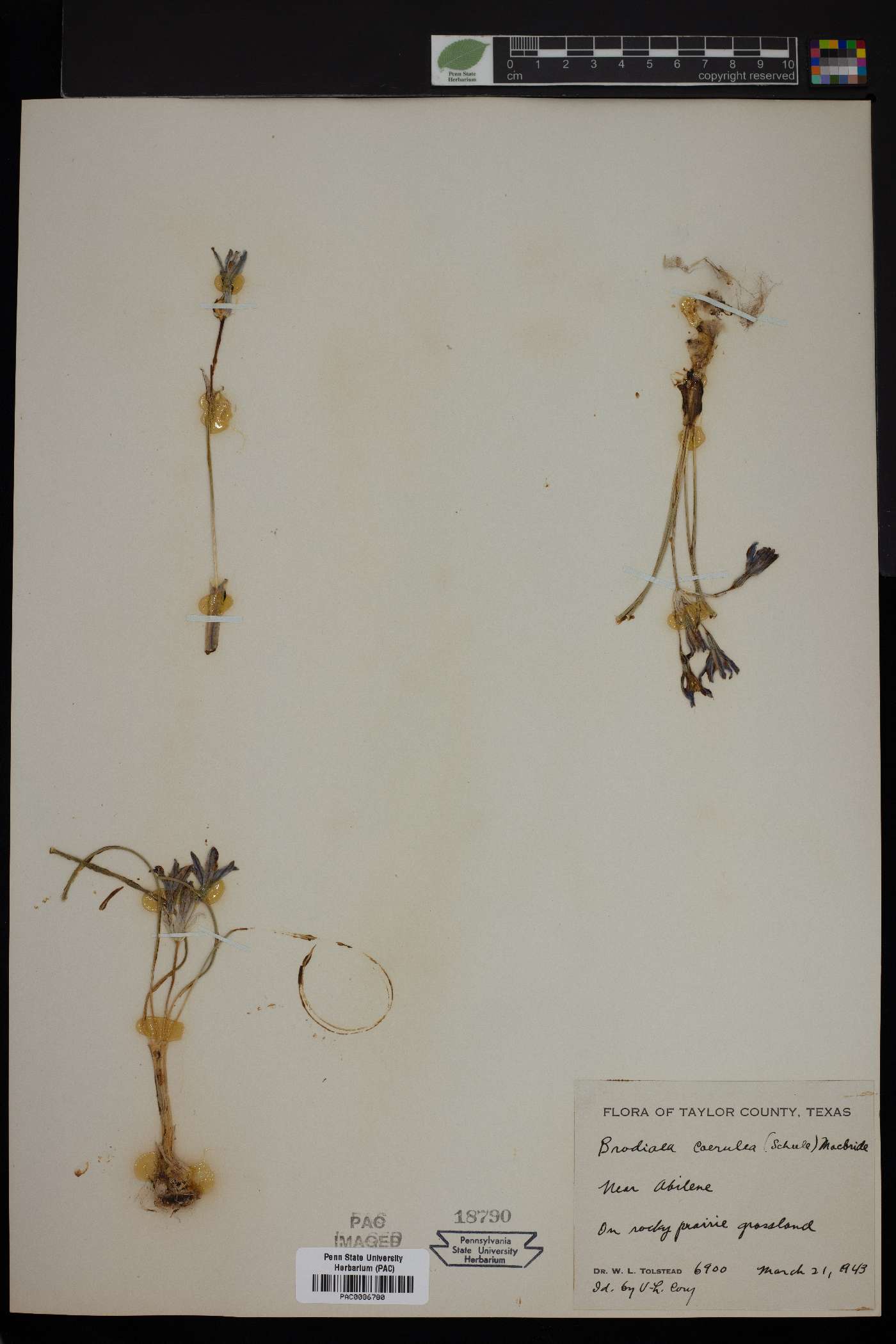 Brodiaea coerulea image