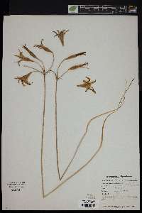 Brodiaea coronaria image