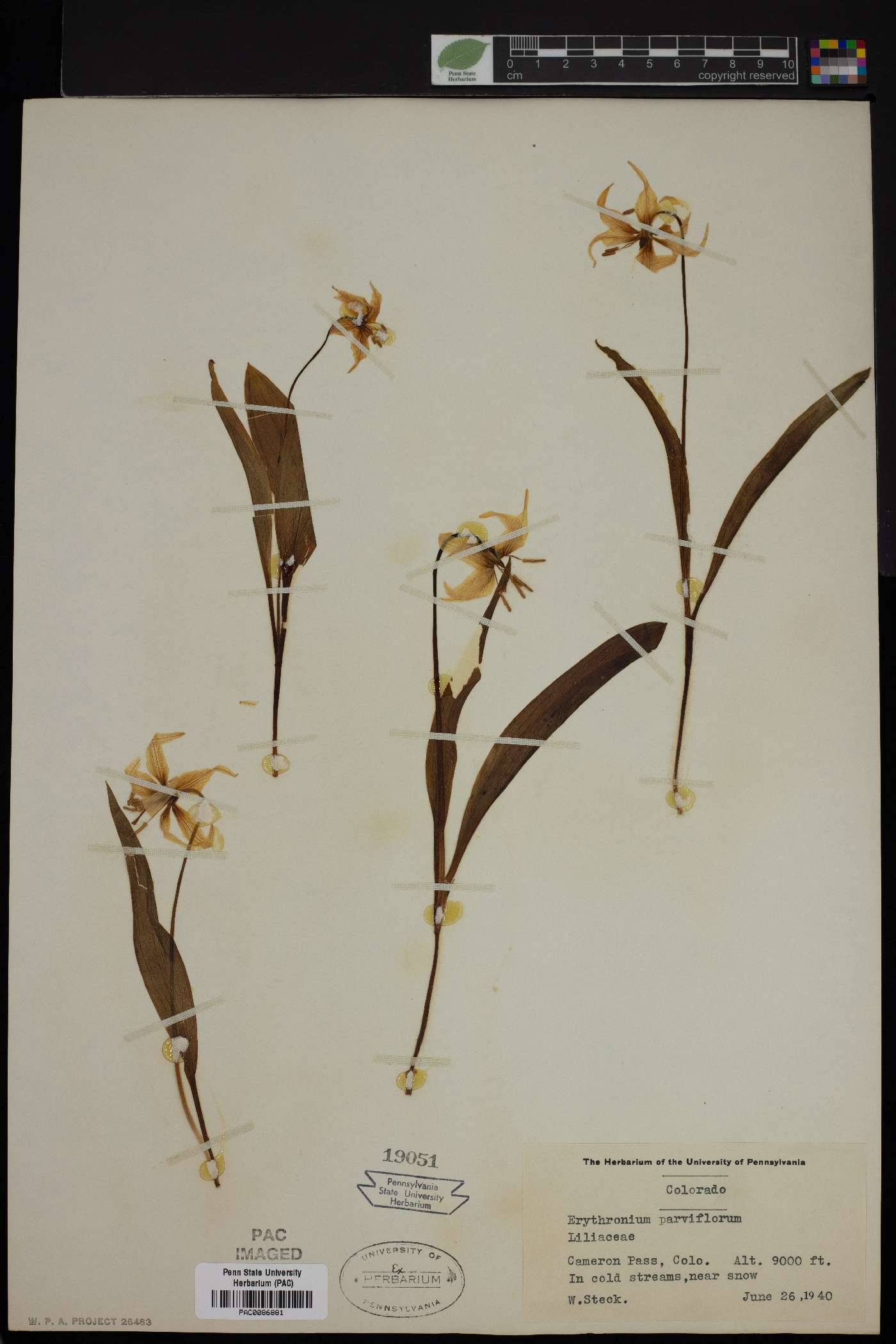 Erythronium parviflorum image