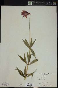 Lilium grayi image