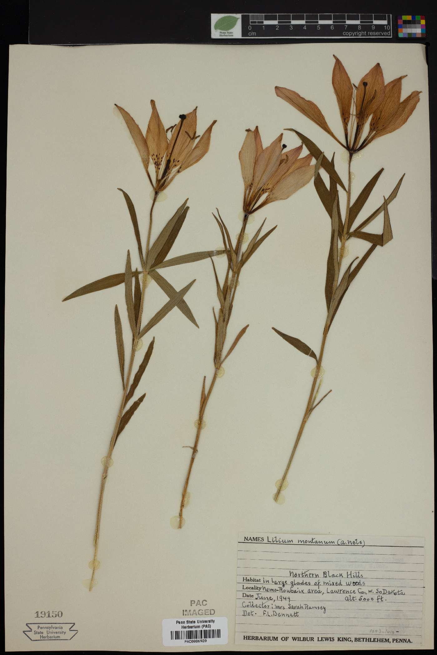 Lilium montanum image
