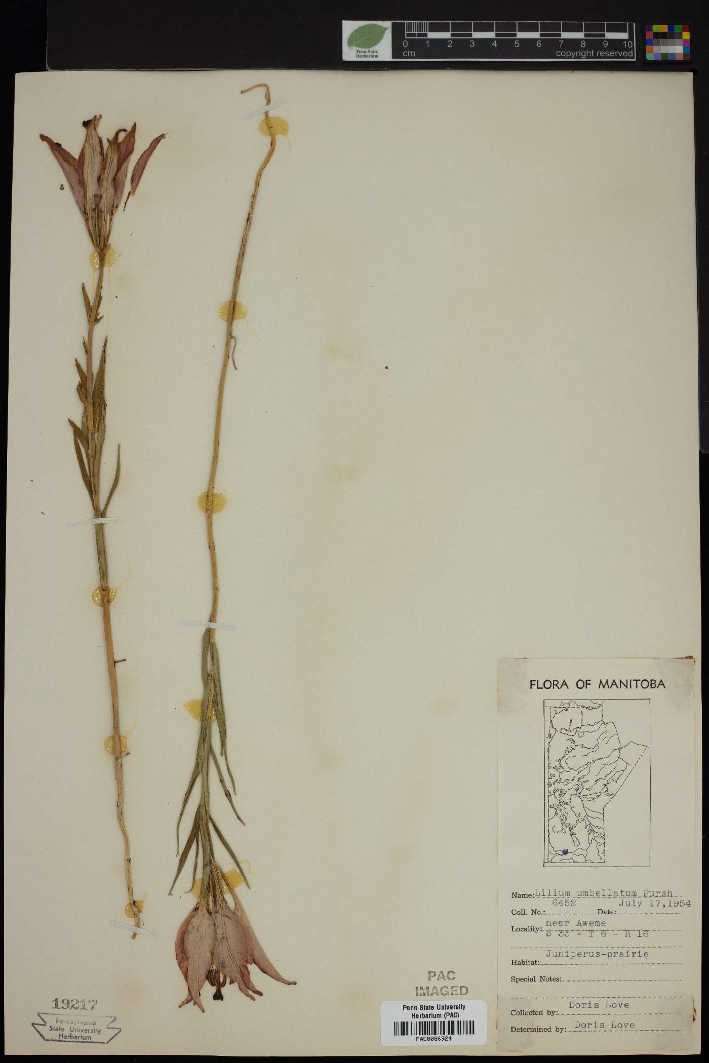 Lilium umbellatum image