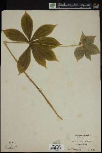 Medeola virginiana image