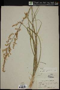 Stenanthium gramineum image