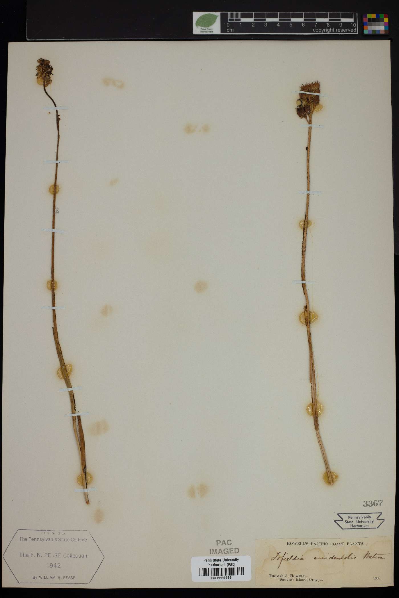 Tofieldia occidentalis image