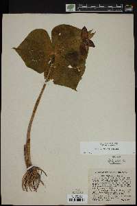 Trillium erectum image