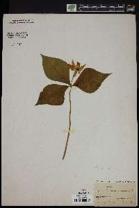 Trillium erectum image