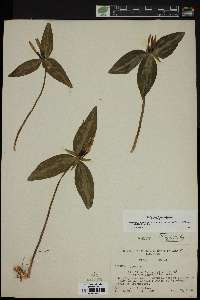 Trillium lancifolium image