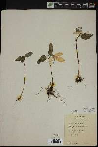 Trillium nivale image