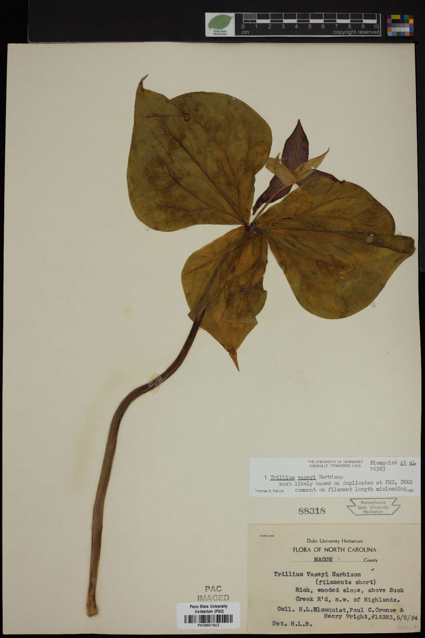 Trillium vaseyi image