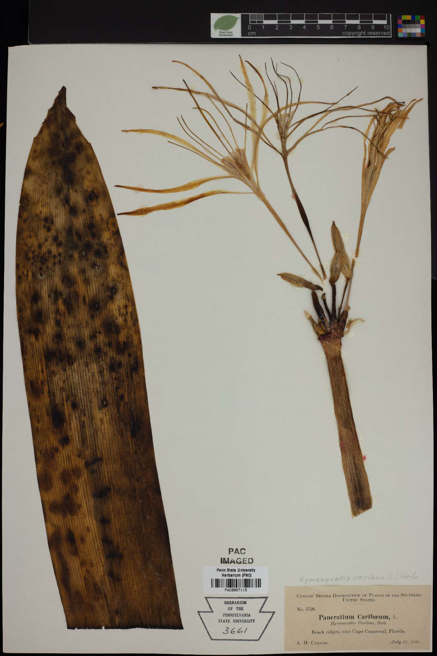 Hymenocallis caribaea image