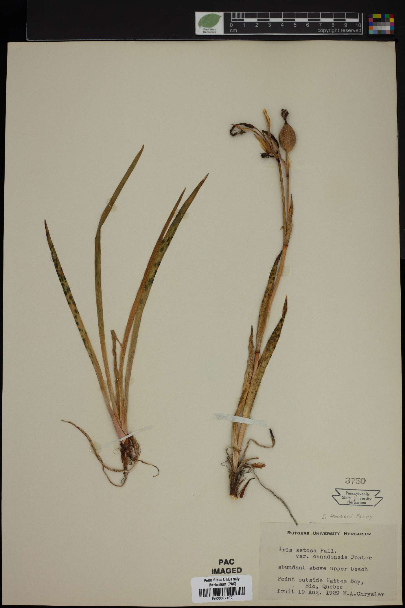 Iris setosa var. canadensis image