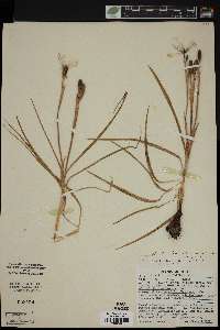 Nemastylis geminiflora image