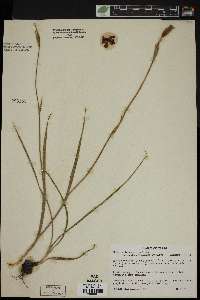 Nemastylis purpurea image