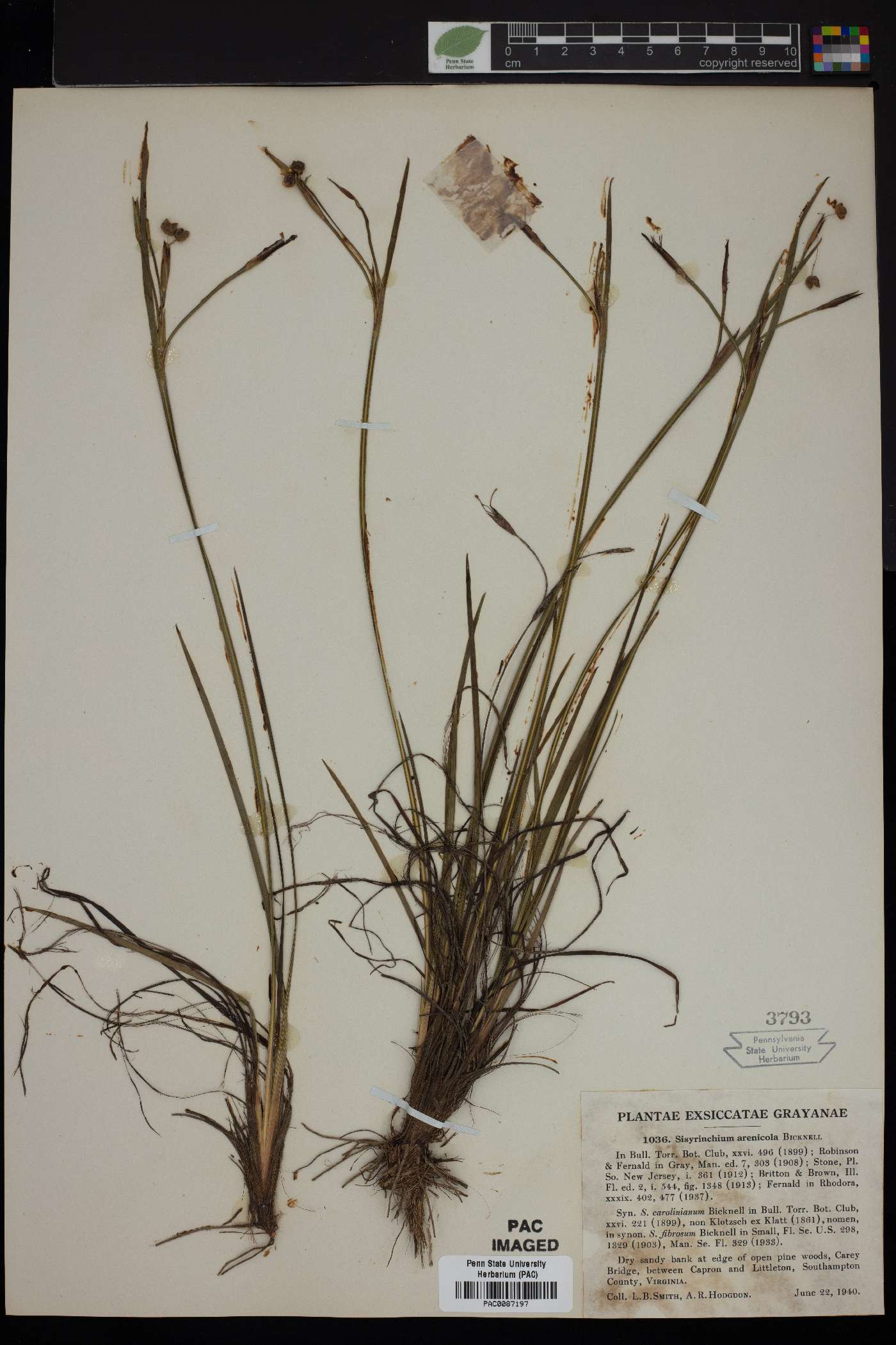 Sisyrinchium arenicola image