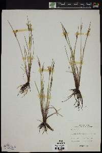 Sisyrinchium campestre image