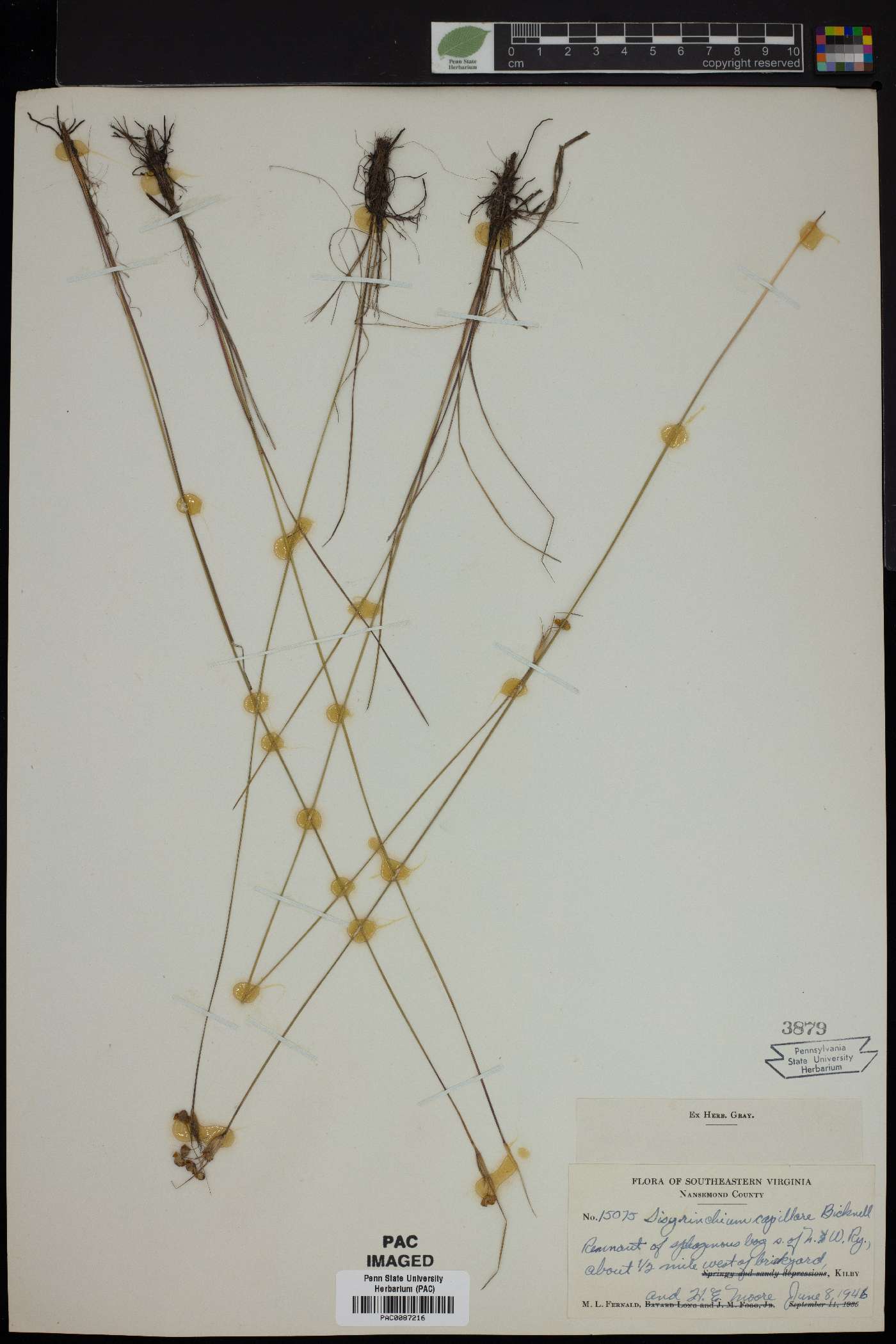Sisyrinchium capillare image