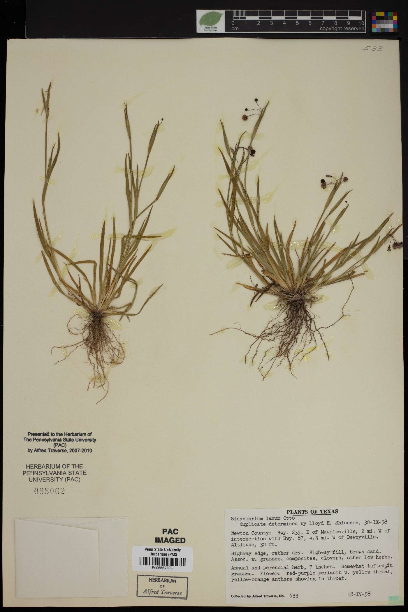 Sisyrinchium iridifolium image