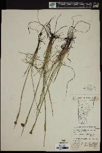 Sisyrinchium montanum image