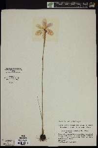 Sphenostigma coelestinum image