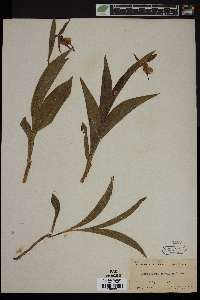 Cypripedium candidum image