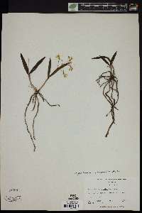 Epidendrum magnoliae image