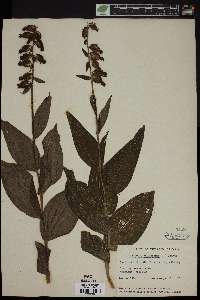 Epipactis helleborine image