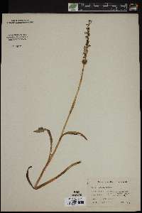 Platanthera dilatata image