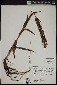 Habenaria repens image