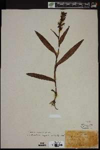 Habenaria repens image