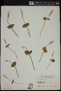 Listera cordata image