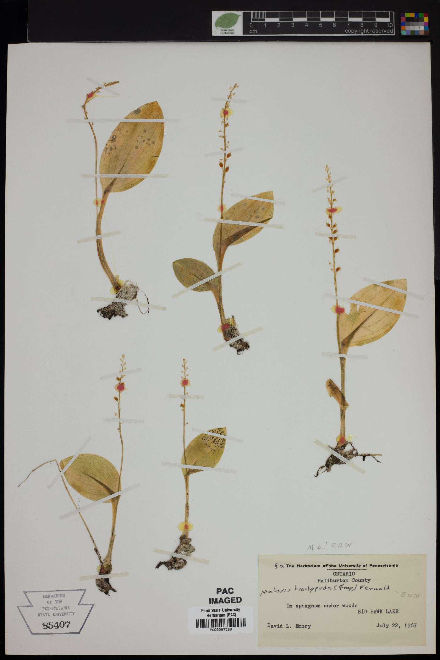 Malaxis brachypoda image