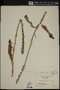 Piperia elegans image