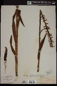 Platanthera dilatata var. leucostachys image