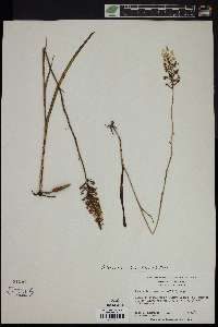 Platanthera nivea image