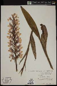 Platanthera peramoena image