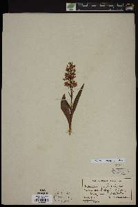 Platanthera psycodes image