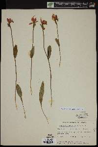 Pogonia ophioglossoides image