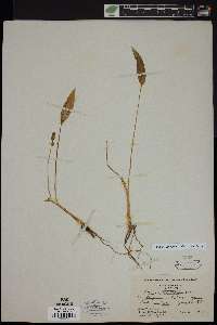 Pogonia ophioglossoides image