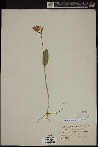 Pogonia ophioglossoides image