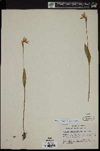 Pogonia ophioglossoides image