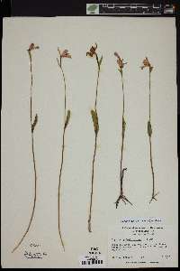 Pogonia ophioglossoides image