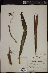 Prosthechea cochleata image