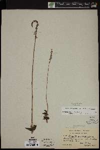 Spiranthes lacera image